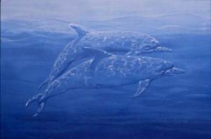 Detail-dolphins.